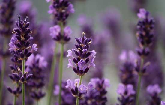 Aplicativos para identificar plantas