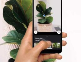 App para Identificar Plantas