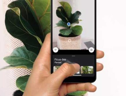 App para Identificar Plantas