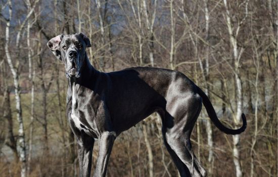 O Maior cachorro do mundo