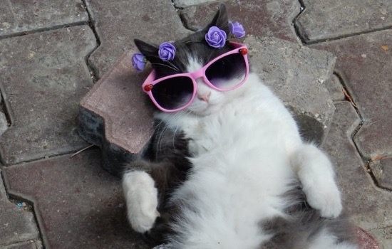 Curiosidades sobre os gatos